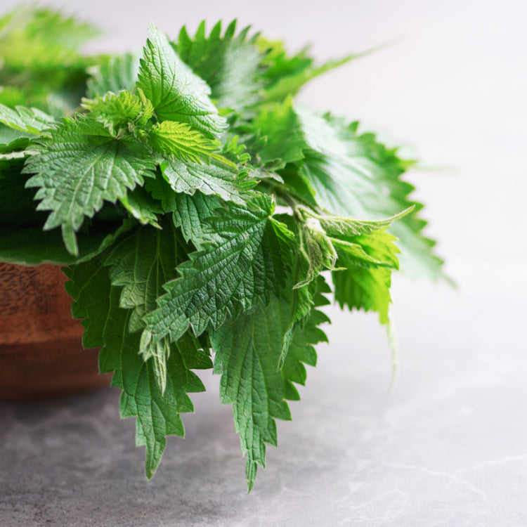 Close-up of fresh green leaves on a light background